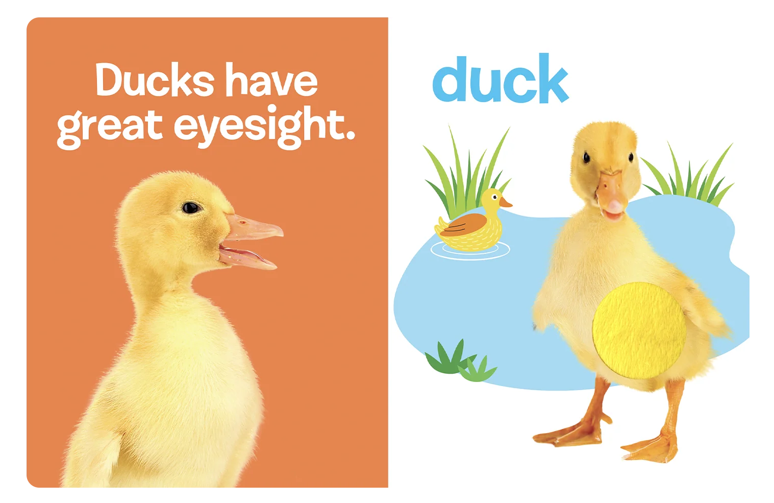 Farm Animals: A Touch and Feel Book - Image 4
